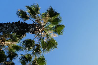 Low angle view of coconut palm tree against clear blue sky