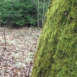 View of trees in forest