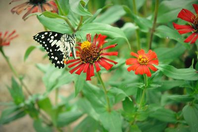 Close-up of butterfly pollinating on flower