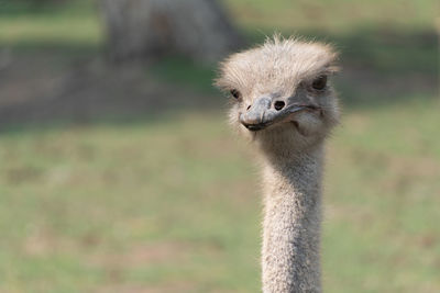 Close-up portrait of a bird