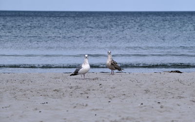 Seagulls on beach