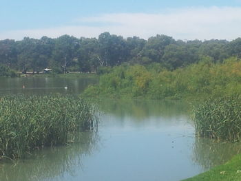 Reflection of trees in lake