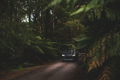 Road amidst trees