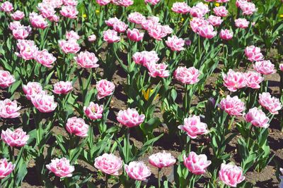 Close-up of pink flowers blooming in field