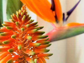 Close-up of orange flowering plant