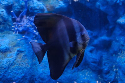 Fish swimming in aquarium