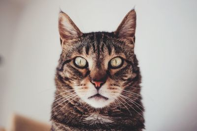 Portrait of cat