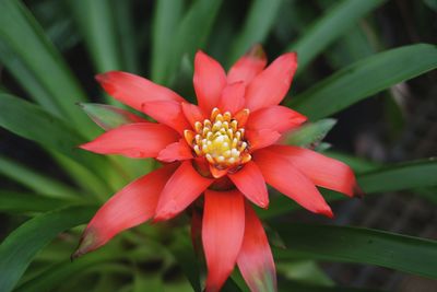 Close-up of red flower