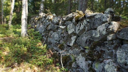 Close-up of moss growing on rock