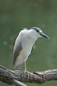 Close-up of bird perching on wood