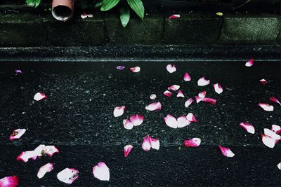 High angle view of fallen flower petals on wet footpath