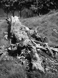 Fallen tree on field in forest