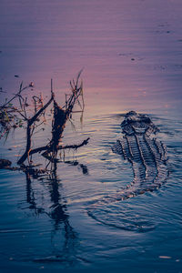 High angle view of crocodile in lake at sunset