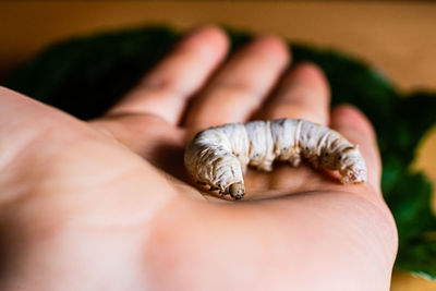 Close-up of human hand holding small shell