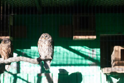 Bird perching in cage at zoo