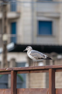 Seagull perching on railing against building