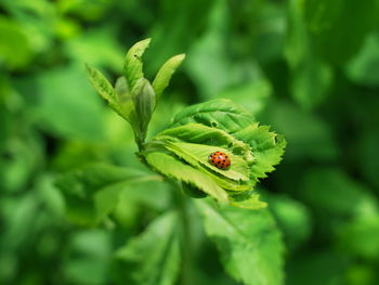 Close-up of green leaves lady bug
