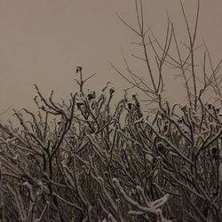 Plants against clear sky