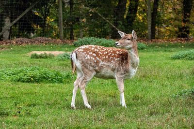 Deer standing in a field