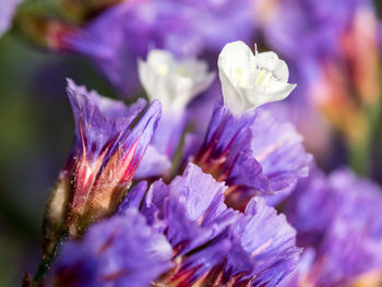 Close-up of purple flowers blooming outdoors