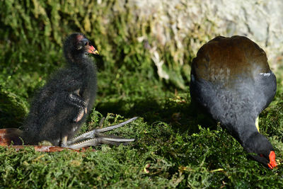 Portrait of a baby moorhen with it's mother