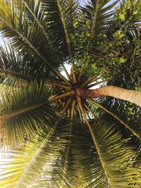 Low angle view of palm trees