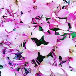 Close-up of pink flowers