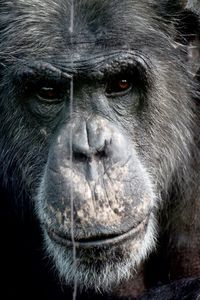 Close-up portrait of chimpanzee