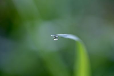 Close-up of water drops on blade of grass