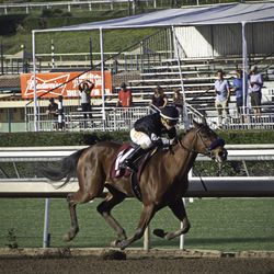 Horses in park