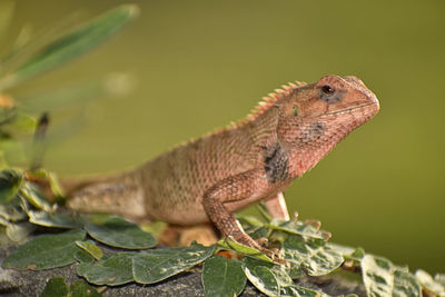 A beautiful closeup photograph of a lizard in a garden.