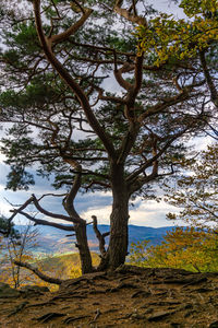 Low angle view of man standing by tree