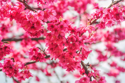 Close-up of pink cherry blossoms