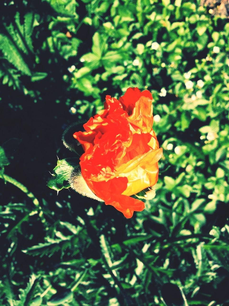 petal, flower, flower head, fragility, freshness, growth, single flower, rose - flower, beauty in nature, blooming, red, close-up, plant, leaf, nature, focus on foreground, orange color, in bloom, rose, park - man made space