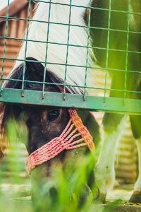 Close-up of giraffe in cage