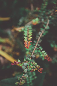 Close-up of plant growing on tree