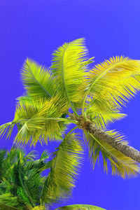 Low angle view of coconut palm tree against blue sky