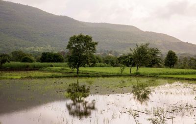 Scenic view of lake by trees against sky