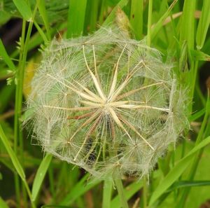 Close up of dandelion
