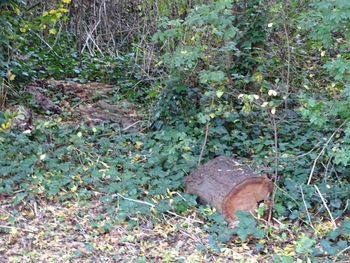 High angle view of an animal on field