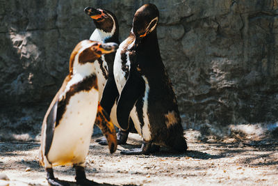 Humboldt penguins in habitat nature . spheniscus humboldti . animals of pacific coasts of chile