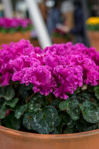 Close-up of pink flowering plant