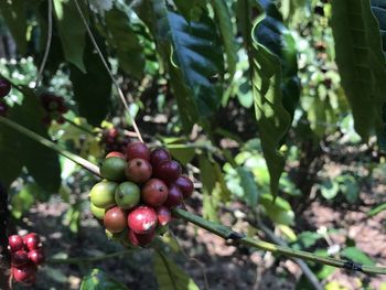 Close-up of cherries growing on tree