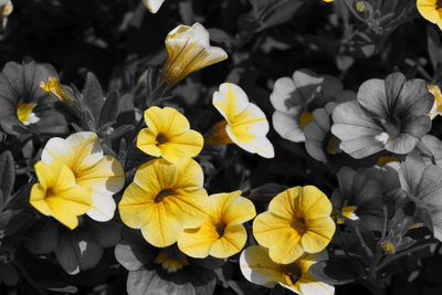 Close-up of yellow flowers blooming outdoors