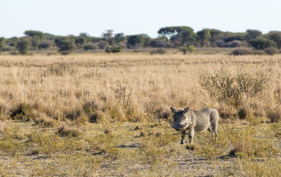 Warthog out on the plains in botswana, africa