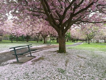 Pink flower tree in park