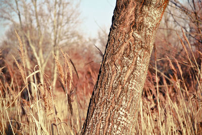 Close-up of tree trunk on field against sky