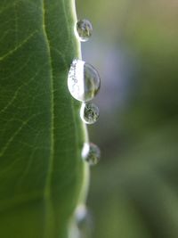 Close-up of water drop on leaf