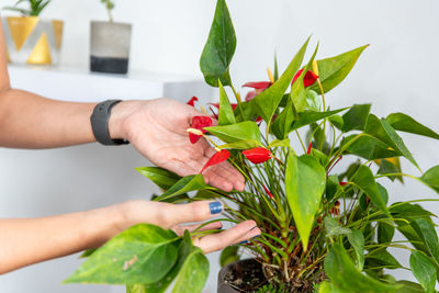 Woman's hands examining potted flowers in home