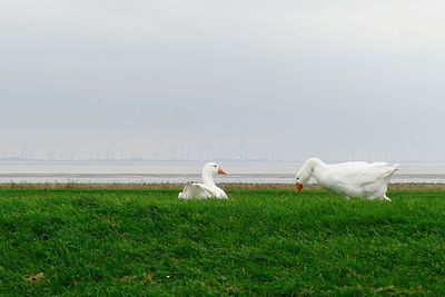 White swan on grass by water against sky